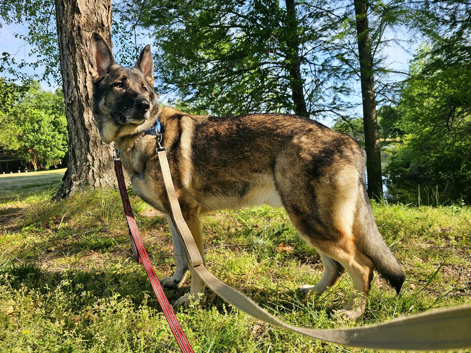 Enlarge Duke 7431, a Adoptable German Shepherd Dog in Centreville, VA image 1/3