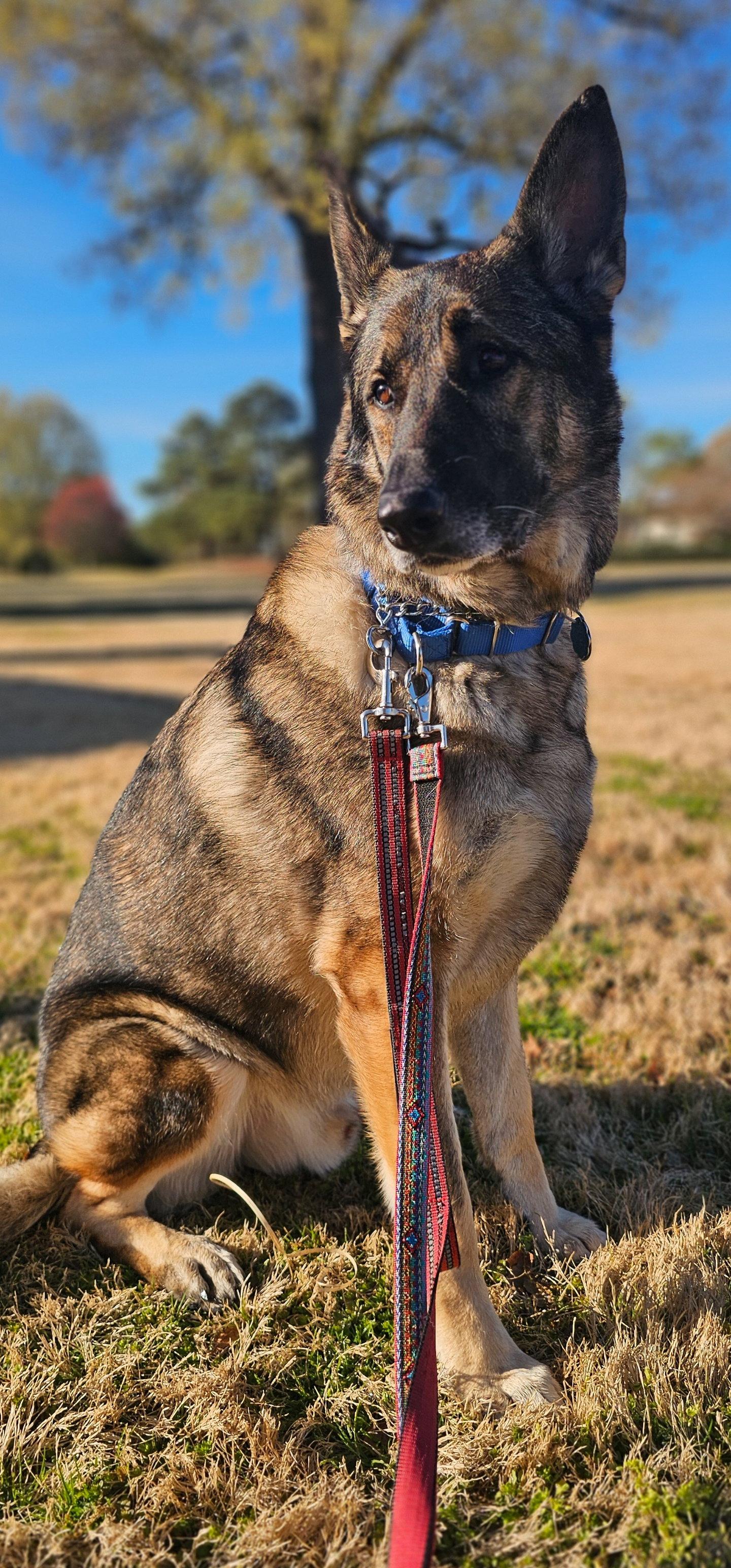 Enlarge Duke 7431, a Adoptable German Shepherd Dog in Centreville, VA image 3/3