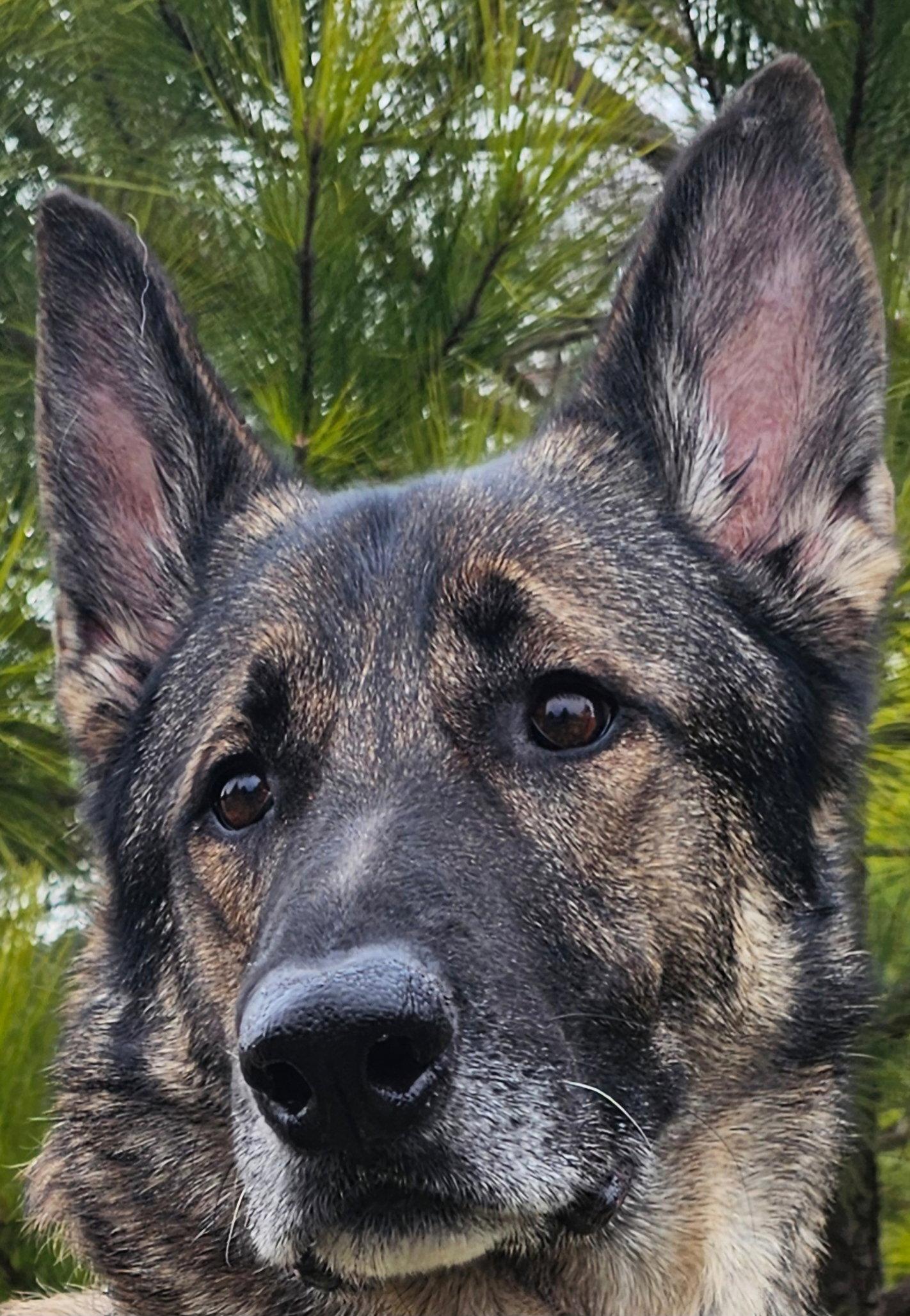 Enlarge Duke 7431, a Adoptable German Shepherd Dog in Centreville, VA image 3/3