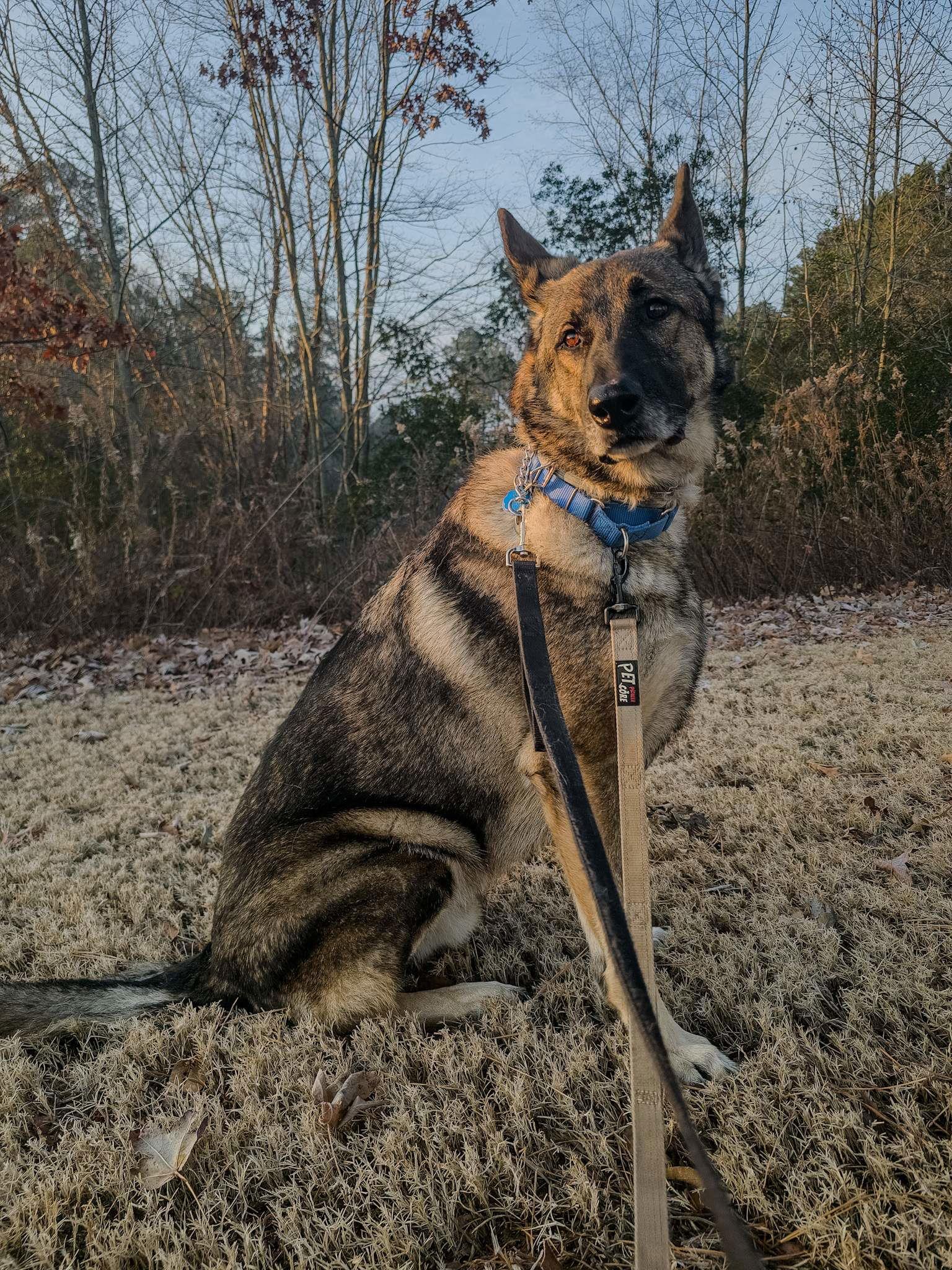 Enlarge Duke 7431, a Adoptable German Shepherd Dog in Centreville, VA image 3/3