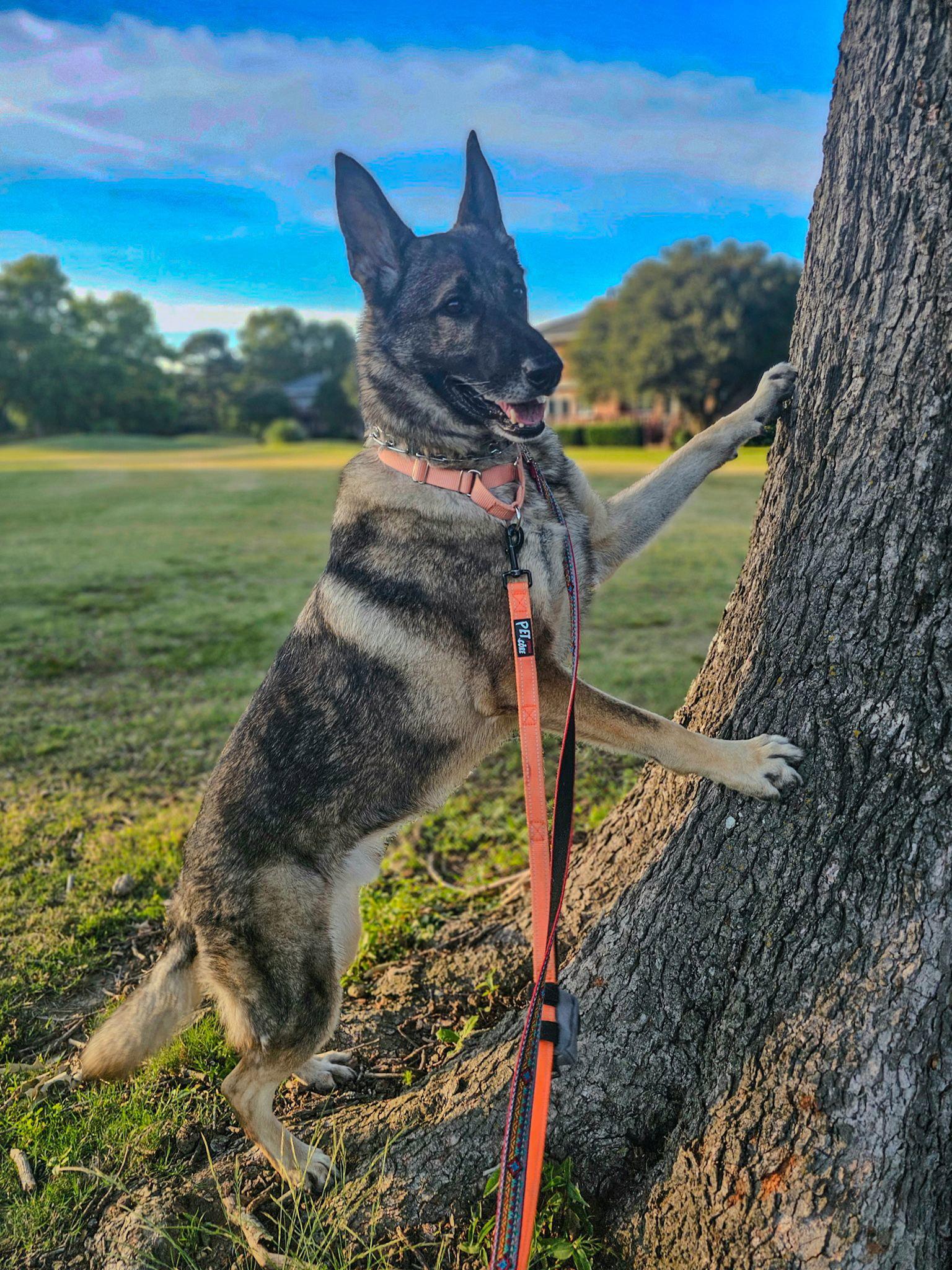 Enlarge Duke 7431, a Adoptable German Shepherd Dog in Centreville, VA image 3/3