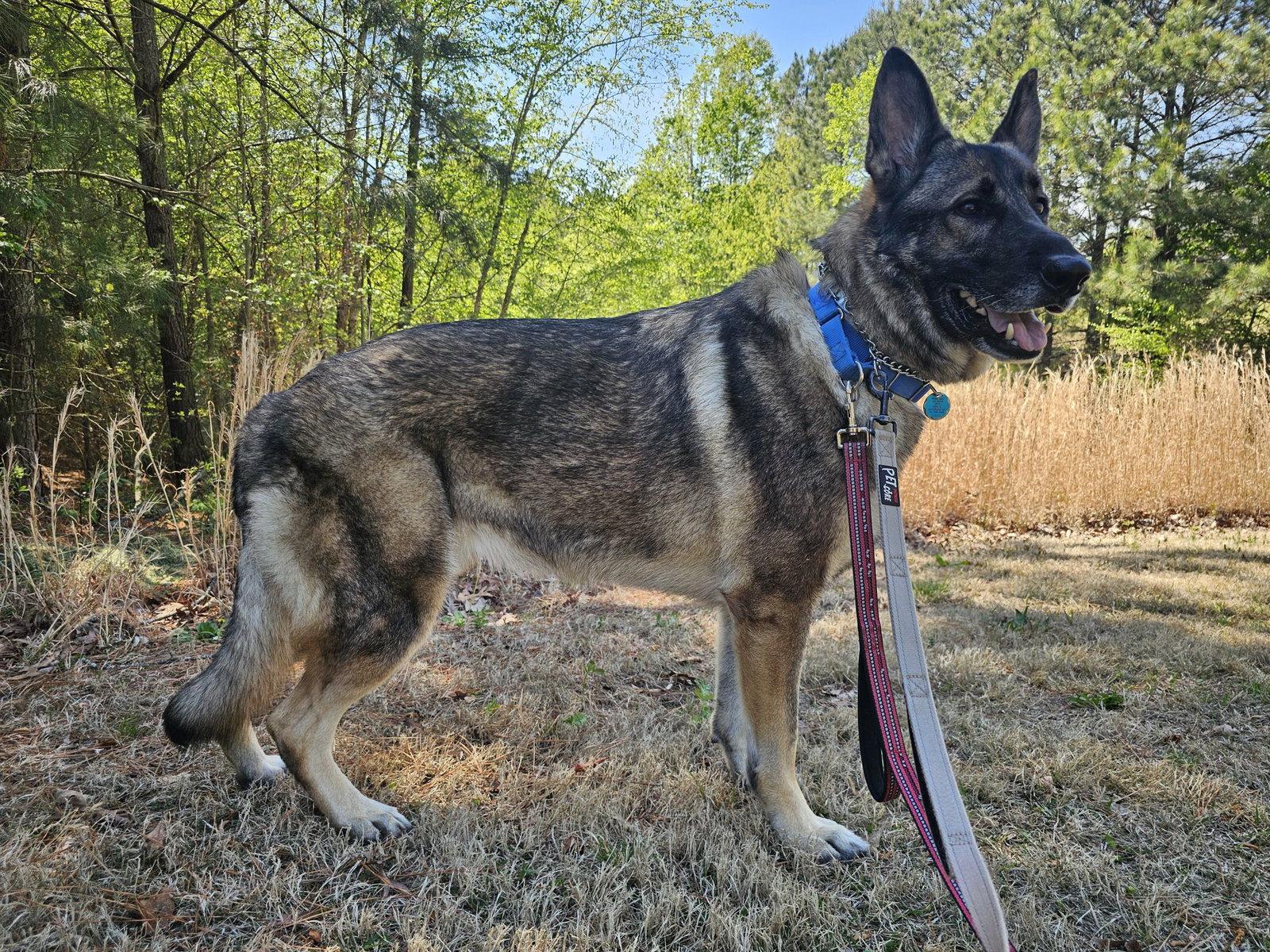 Duke 7431, a Adoptable German Shepherd Dog in Centreville, VA image 2/3