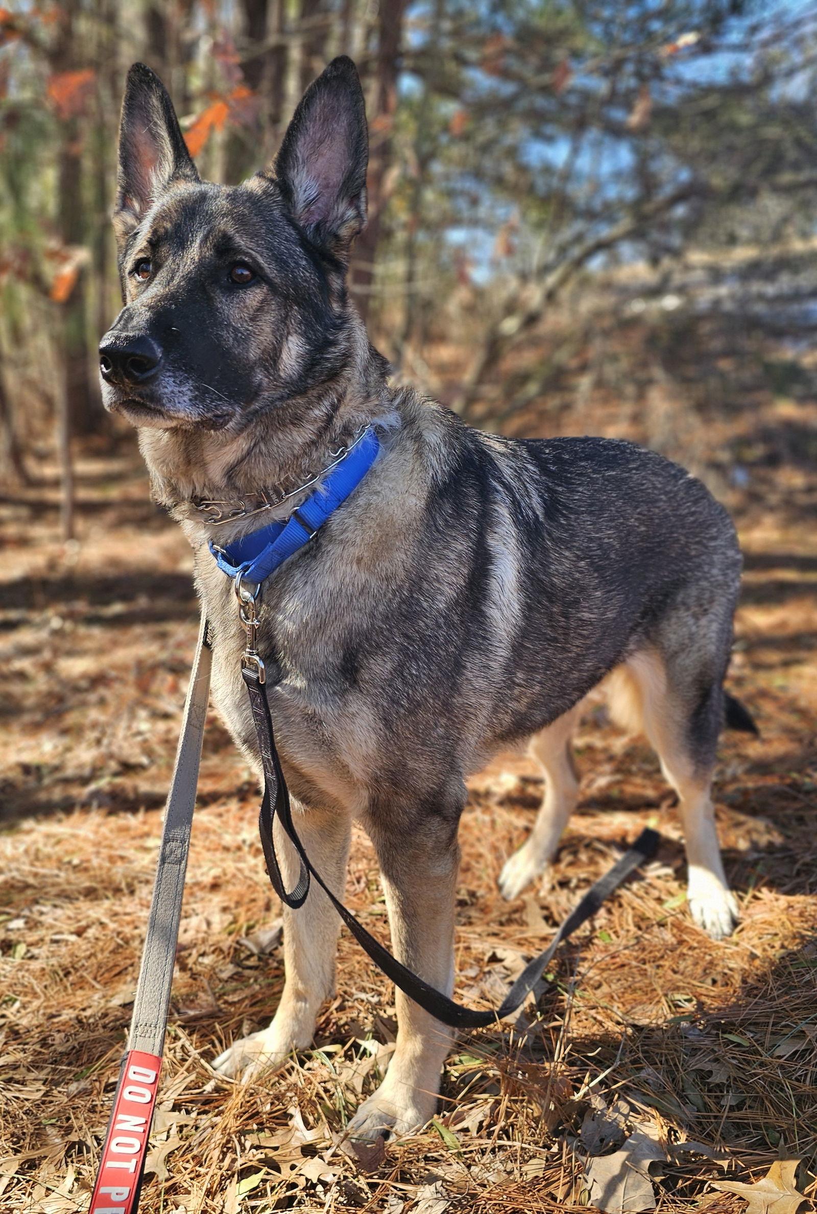 Enlarge Duke 7431, a Adoptable German Shepherd Dog in Centreville, VA image 3/3