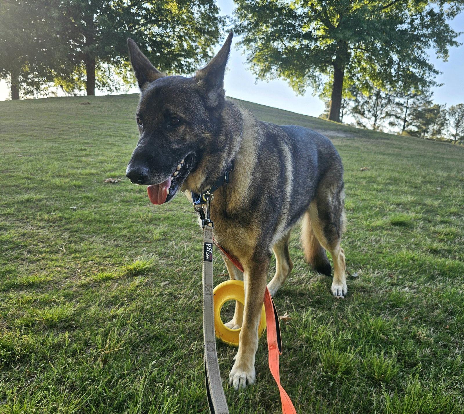 Duke 7431, a Adoptable German Shepherd Dog in Centreville, VA image 3/3
