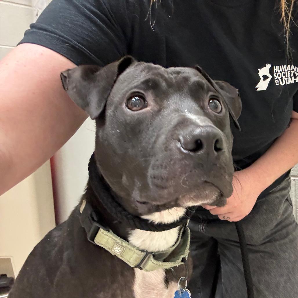 Shadow, Adoptable, Adult Male Pit Bull Terrier.
