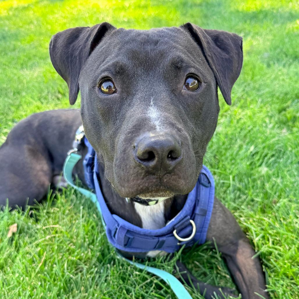 Enlarge Shadow, a Adoptable Pit Bull Terrier in Murray, UT image 2/6