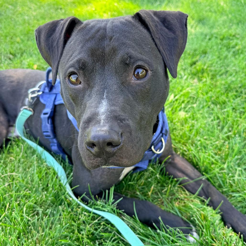 Enlarge Shadow, a Adoptable Pit Bull Terrier in Murray, UT image 3/6