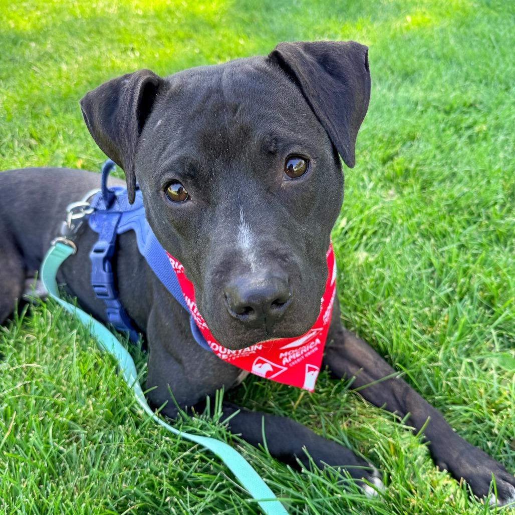 Enlarge Shadow, a Adoptable Pit Bull Terrier in Murray, UT image 4/6