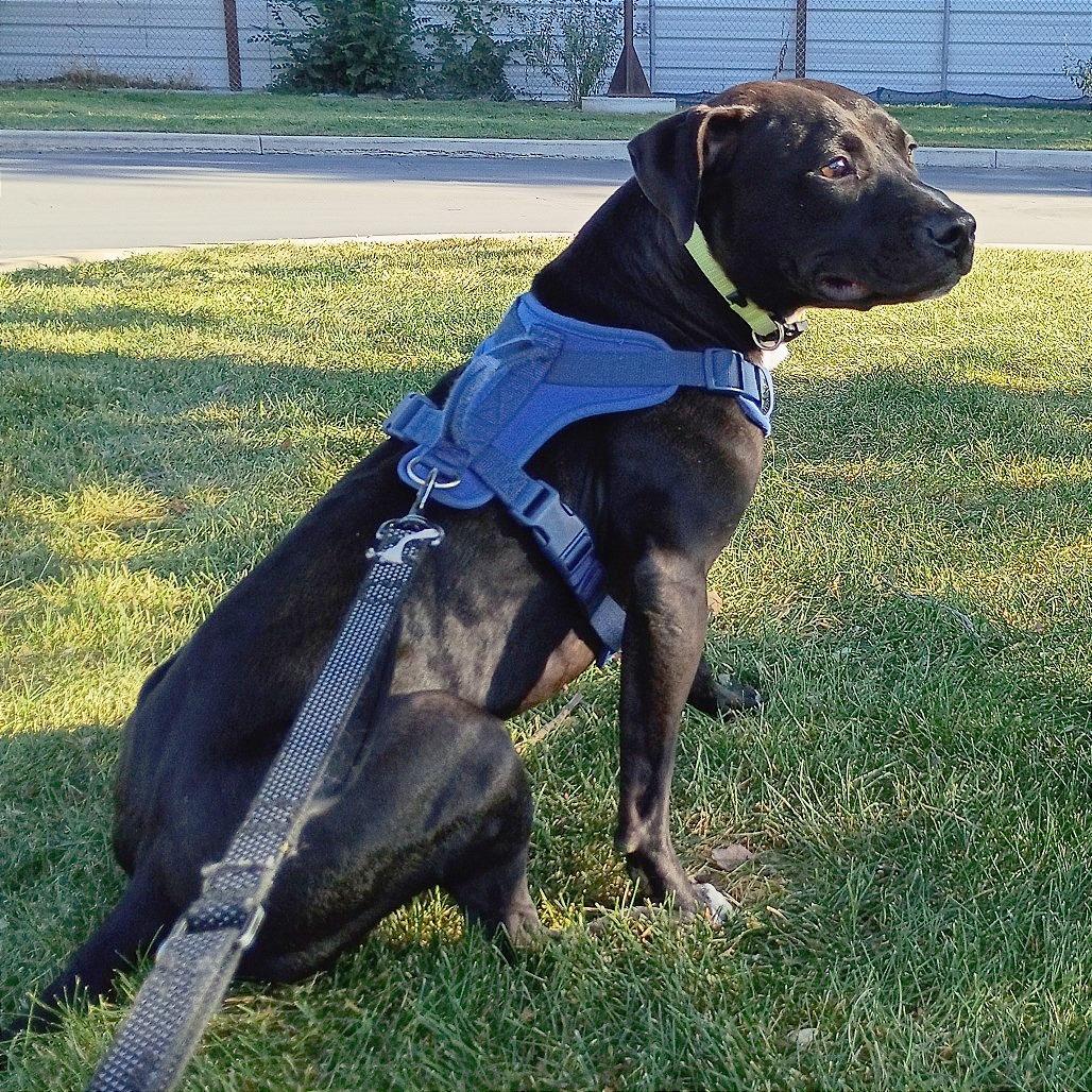 Enlarge Shadow, a Adoptable Pit Bull Terrier in Murray, UT image 5/6
