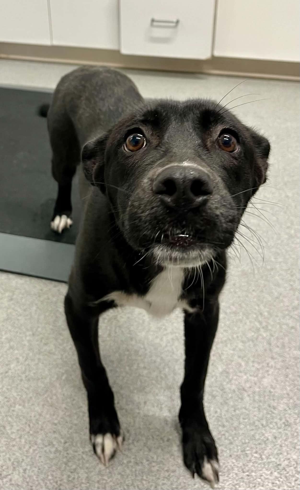 Jilly, Adoptable, Young Female Mixed Breed.