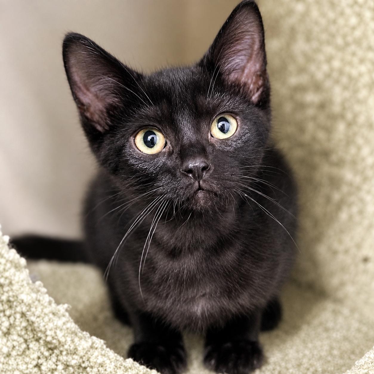 Enlarge Waterwheel, a ADOPTABLE Domestic Short Hair in Warren, MI image 1/1