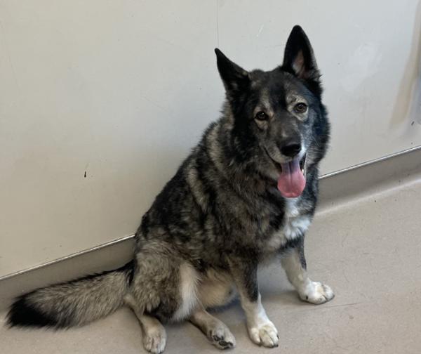 Balto, Adoptable, Adult Male German Shepherd Dog.