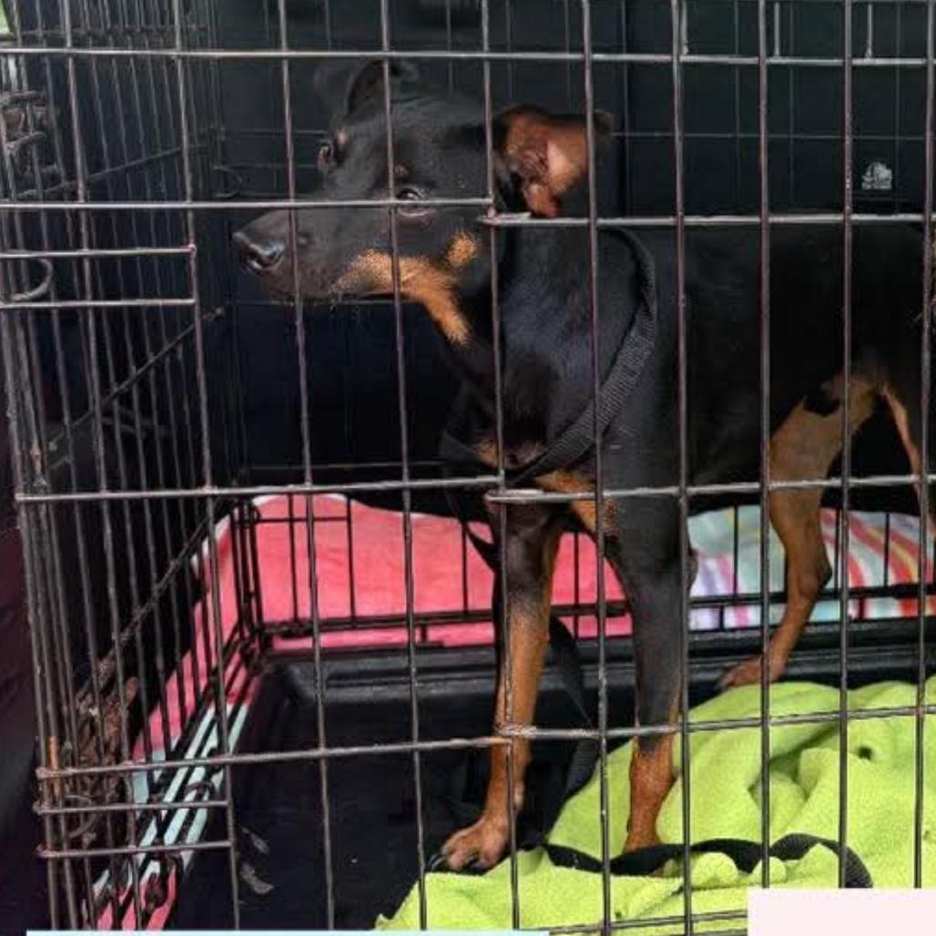 Enlarge Bacon, a Adoptable Miniature Pinscher in Tampa, FL image 1/1