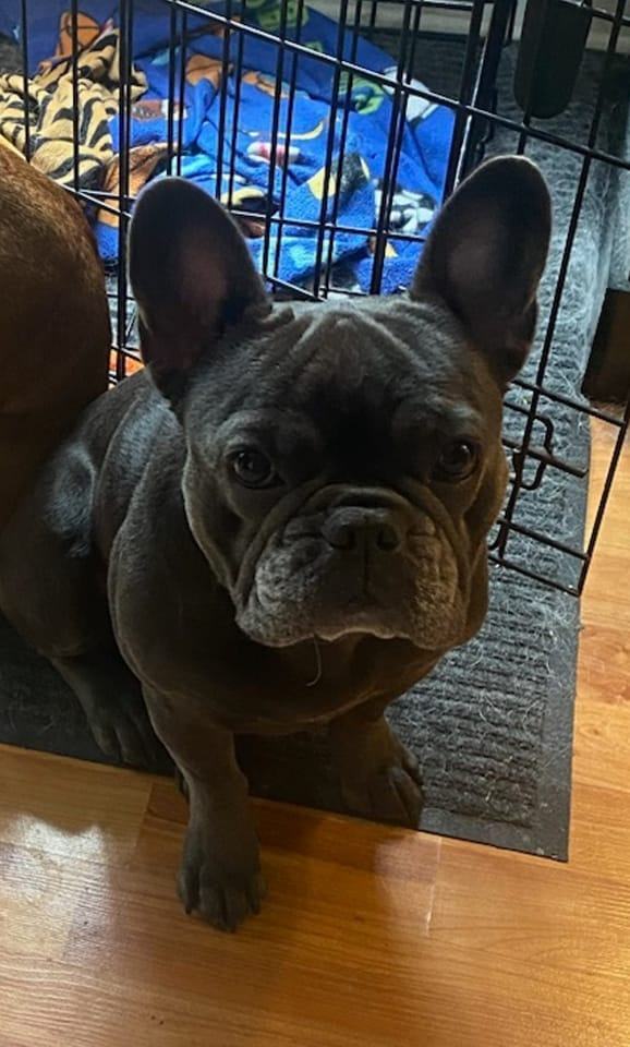 Enlarge PARFAITE - Adopted!!, a Adoptable French Bulldog in Spring, TX image 1/1