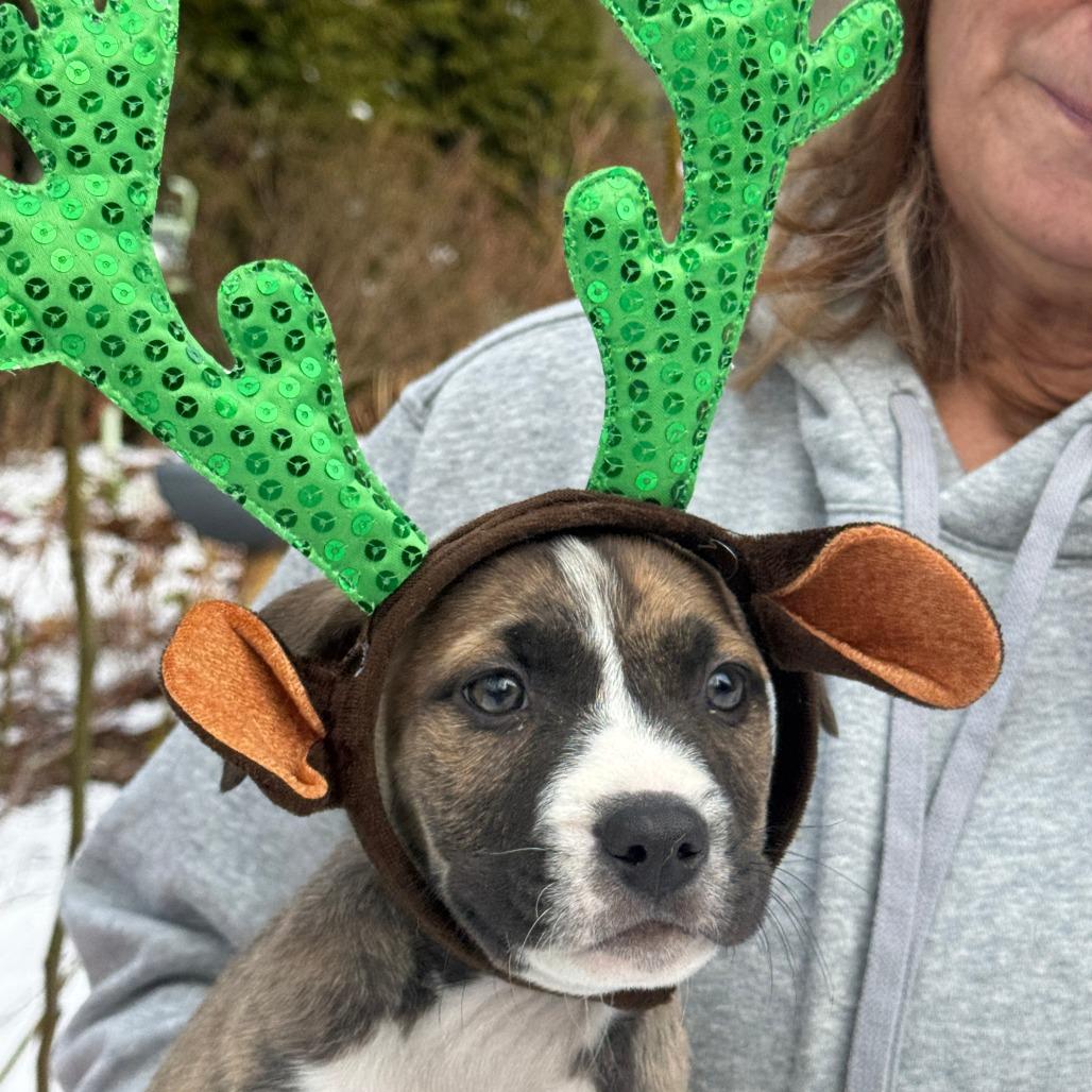 NY Victor Avail Dec 13 (Tractor Supply Patterson), a Adoptable mixed breed in Stormville, NY image 1/2