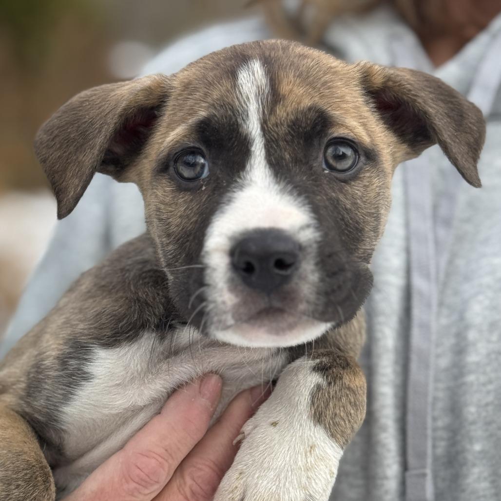 NY Victor Avail Dec 13 (Tractor Supply Patterson), a Adoptable mixed breed in Stormville, NY image 2/2