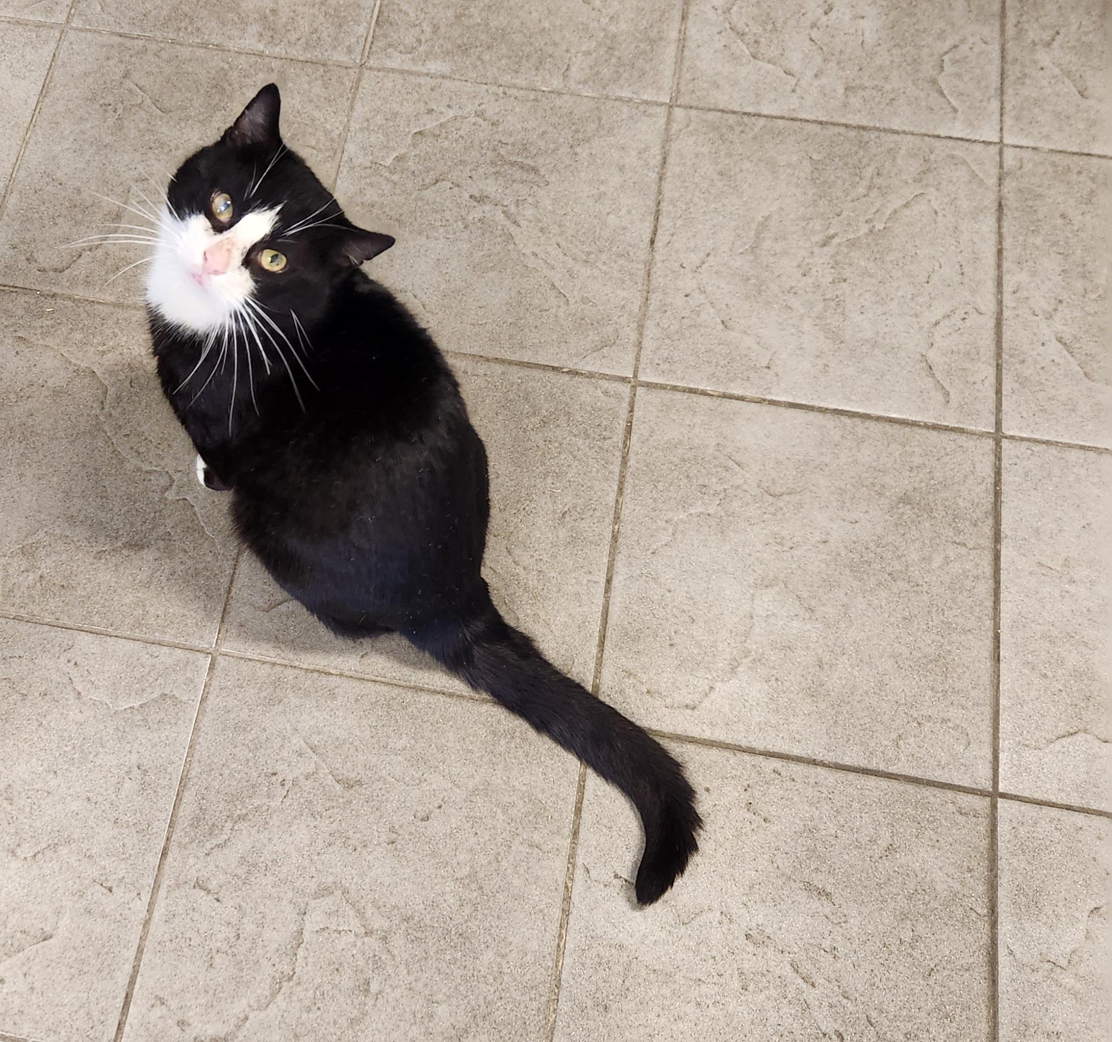 Enlarge Saint, a ADOPTABLE Domestic Short Hair in Sewaren, NJ image 2/2