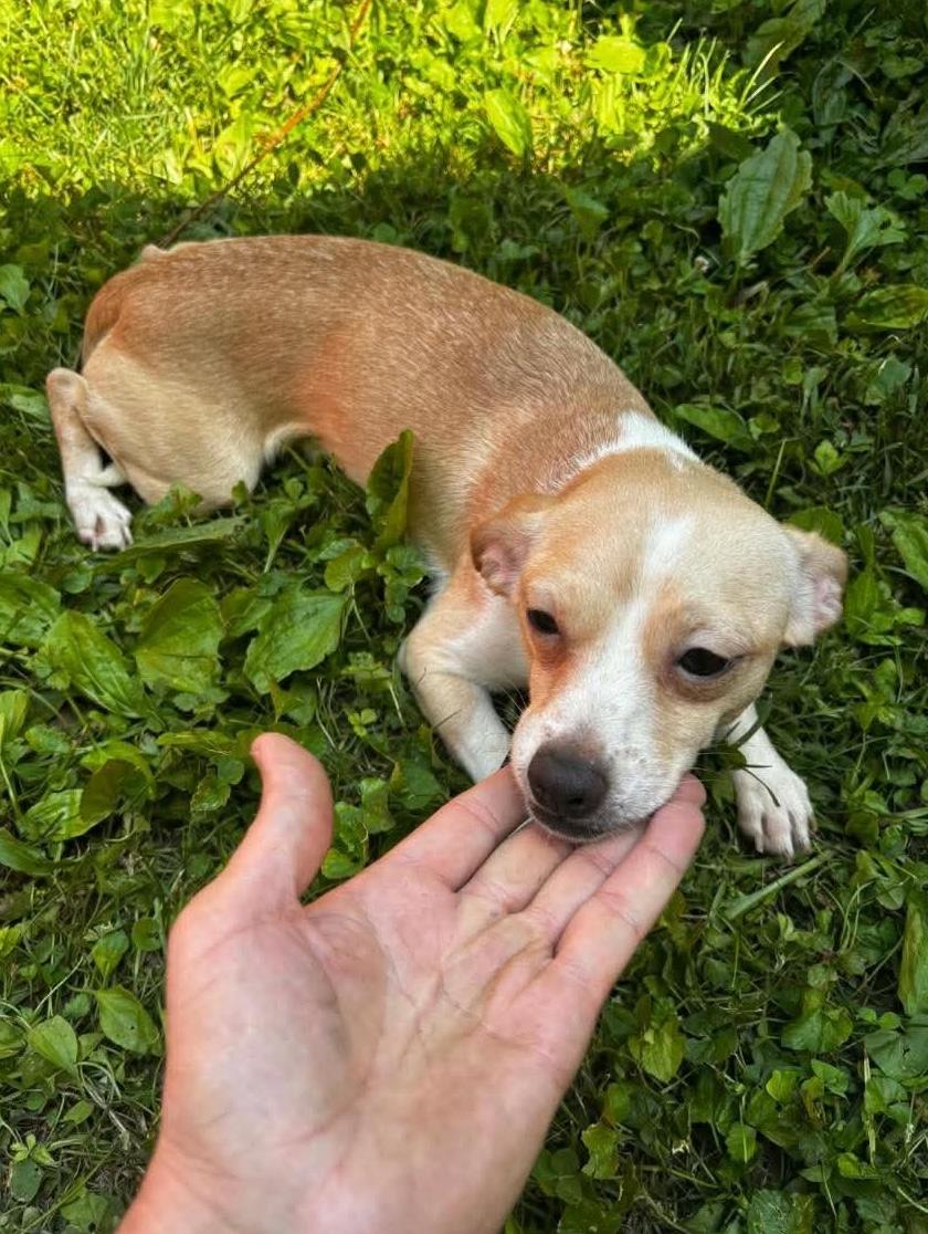 Enlarge Faith, a Adoptable Chihuahua in Knoxville, TN image 1/1