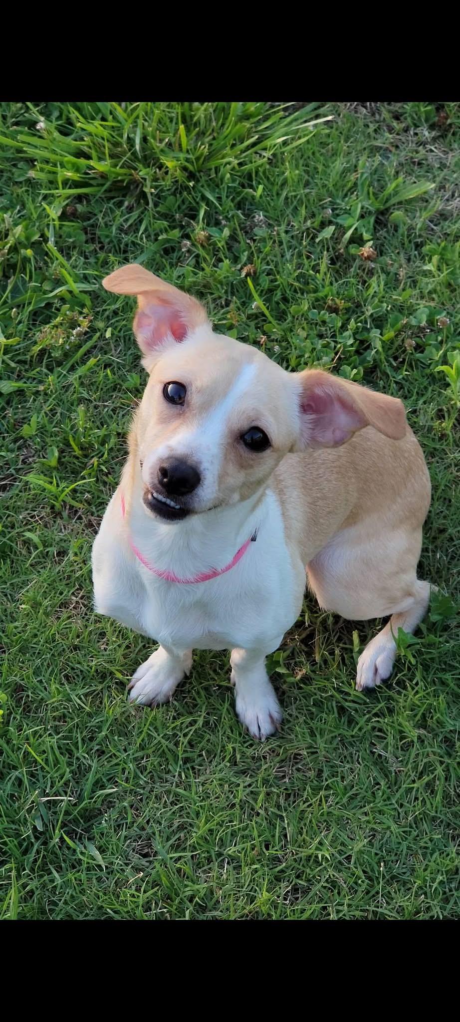 Enlarge Faith, a Adoptable Chihuahua in Knoxville, TN image 2/5