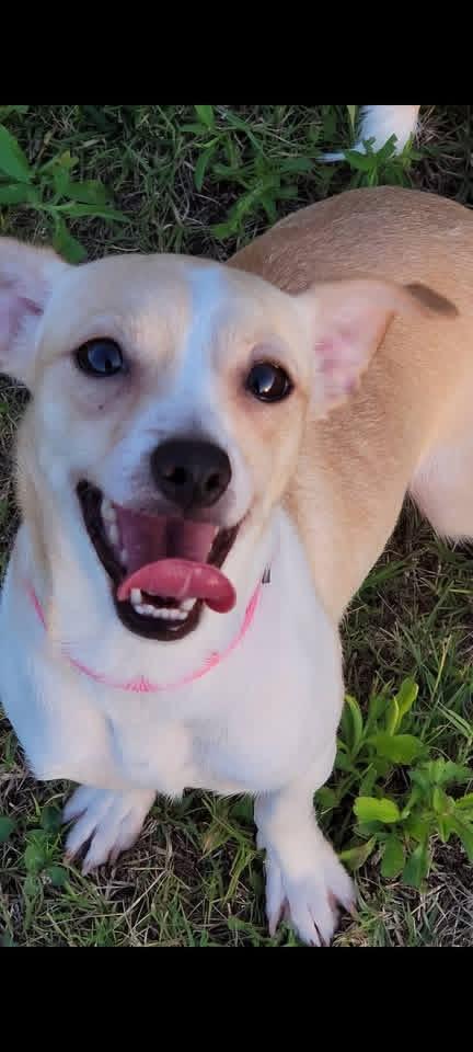 Enlarge Faith, a Adoptable Chihuahua in Knoxville, TN image 3/5