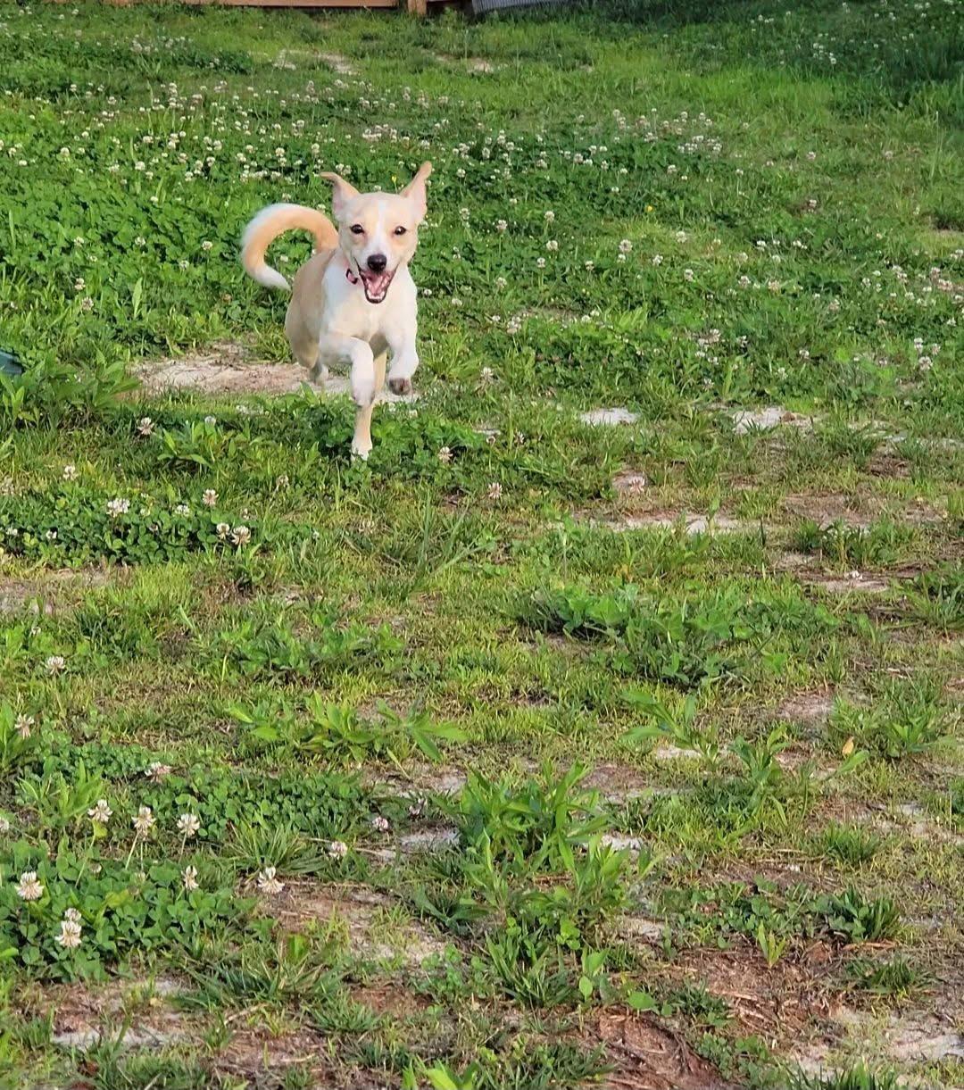 Enlarge Faith, a Adoptable Chihuahua in Knoxville, TN image 4/5
