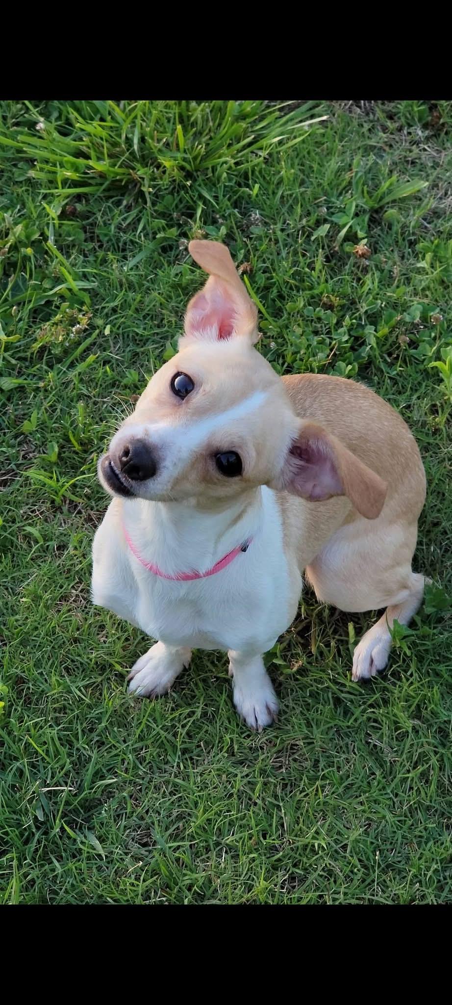 Enlarge Faith, a Adoptable Chihuahua in Knoxville, TN image 5/5