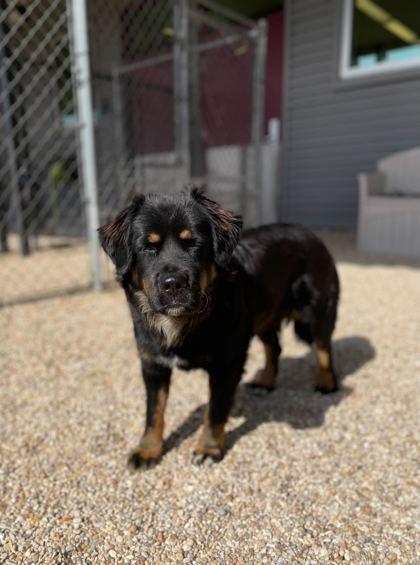 Enlarge Augie, an adopted mixed breed in Point Clear, AL image 2/2