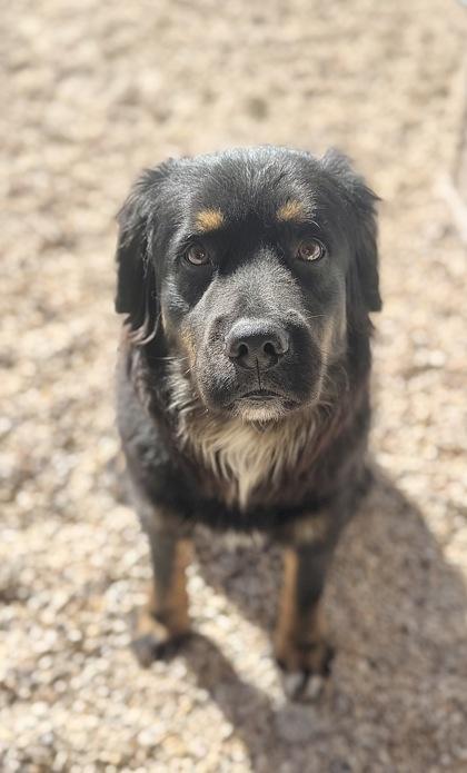 Augie, adopted, Young Male Bernese Mountain Dog.