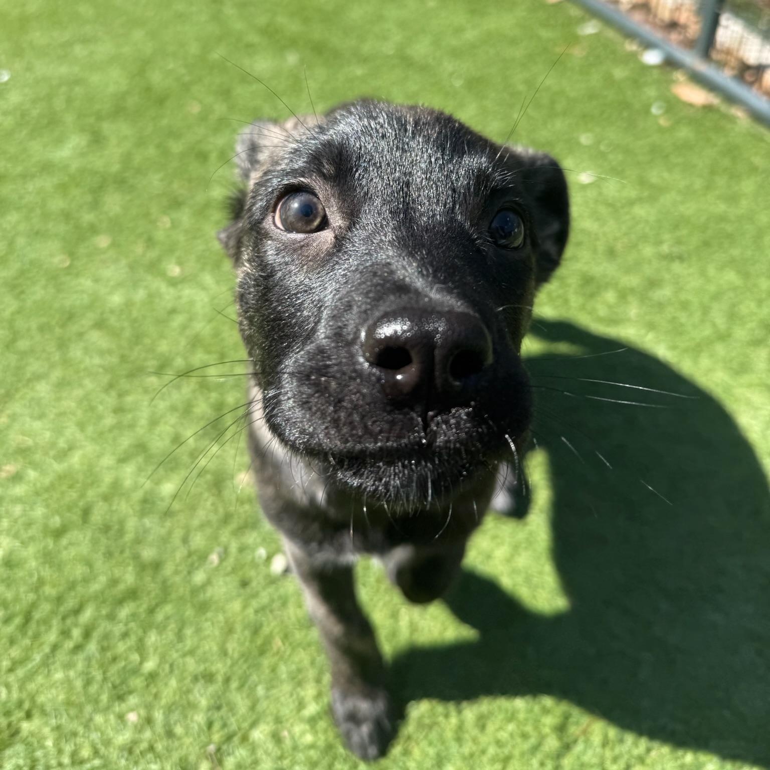 Enlarge Maple, an adopted Mixed Breed in Groton, CT image 4/6