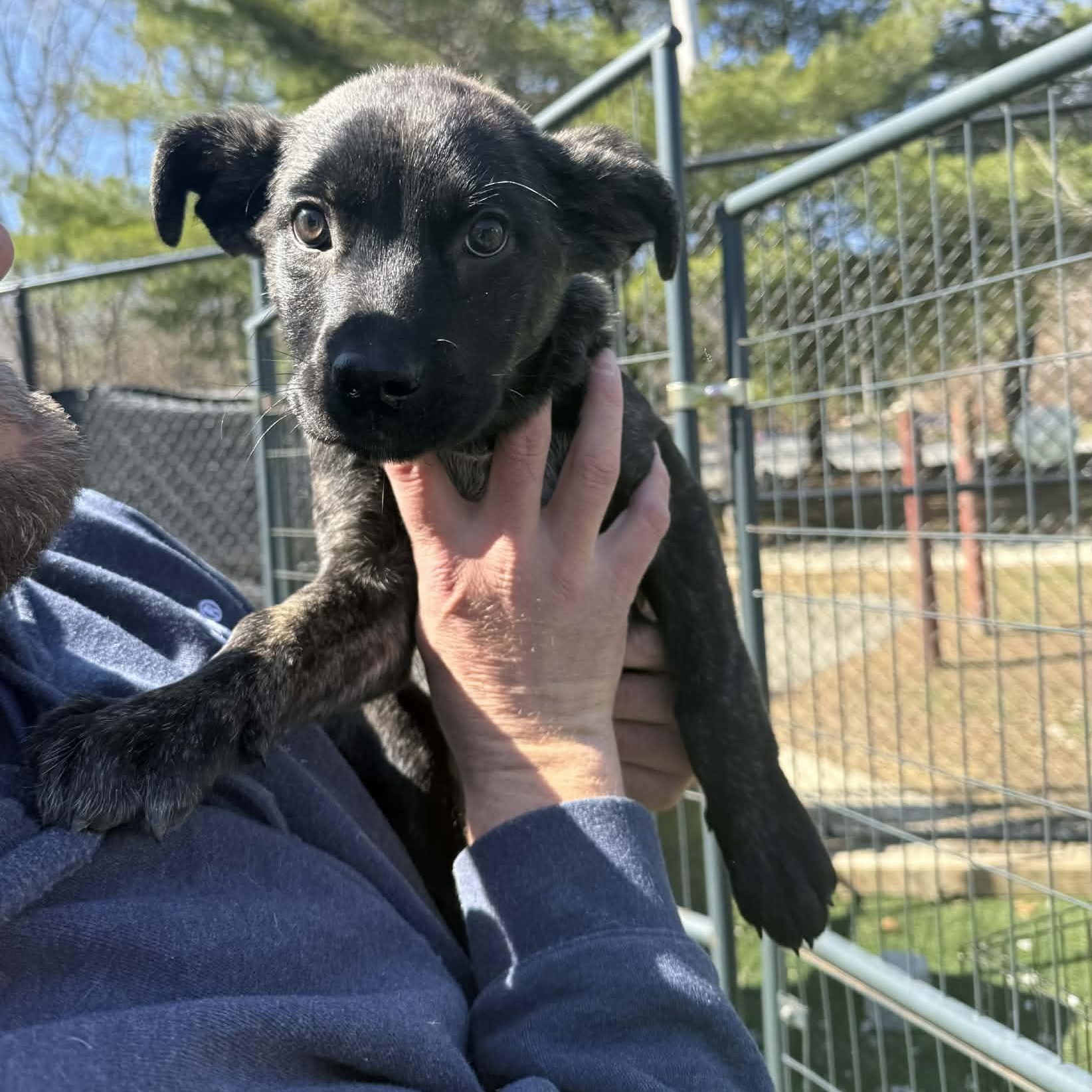 Enlarge Maple, an adopted Mixed Breed in Groton, CT image 2/6