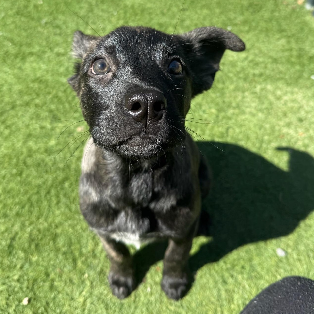 Enlarge Maple, an adopted Mixed Breed in Groton, CT image 6/6