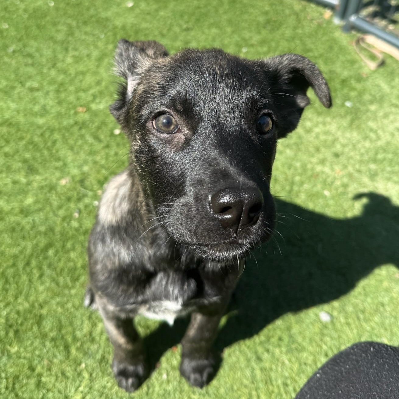 Maple, adopted, Puppy Female Mixed Breed.