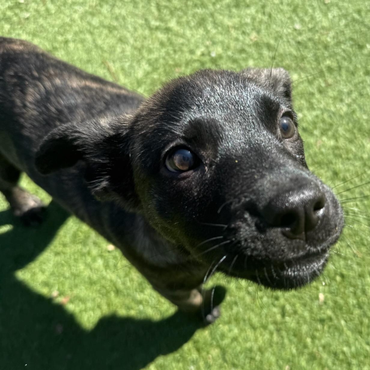 Enlarge Maple, an adopted Mixed Breed in Groton, CT image 5/6