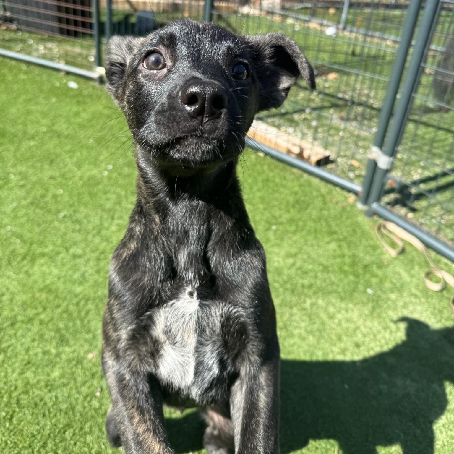 Enlarge Maple, an adopted Mixed Breed in Groton, CT image 3/6