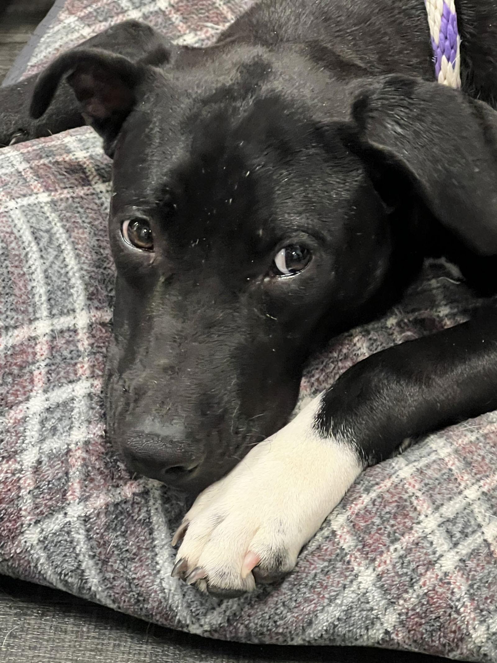 Enlarge Keta, a Adoptable mixed breed in Gun Barrel City, TX image 1/3