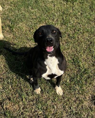 Keta, Adoptable, Young Female Black Labrador Retriever & Terrier.