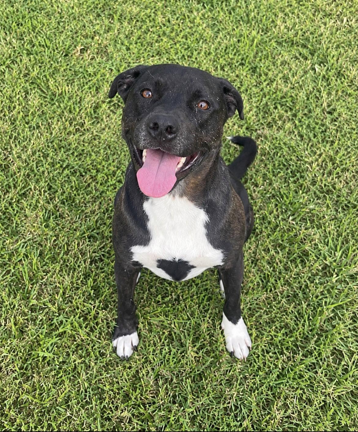 Enlarge Keta, a Adoptable mixed breed in Gun Barrel City, TX image 2/3