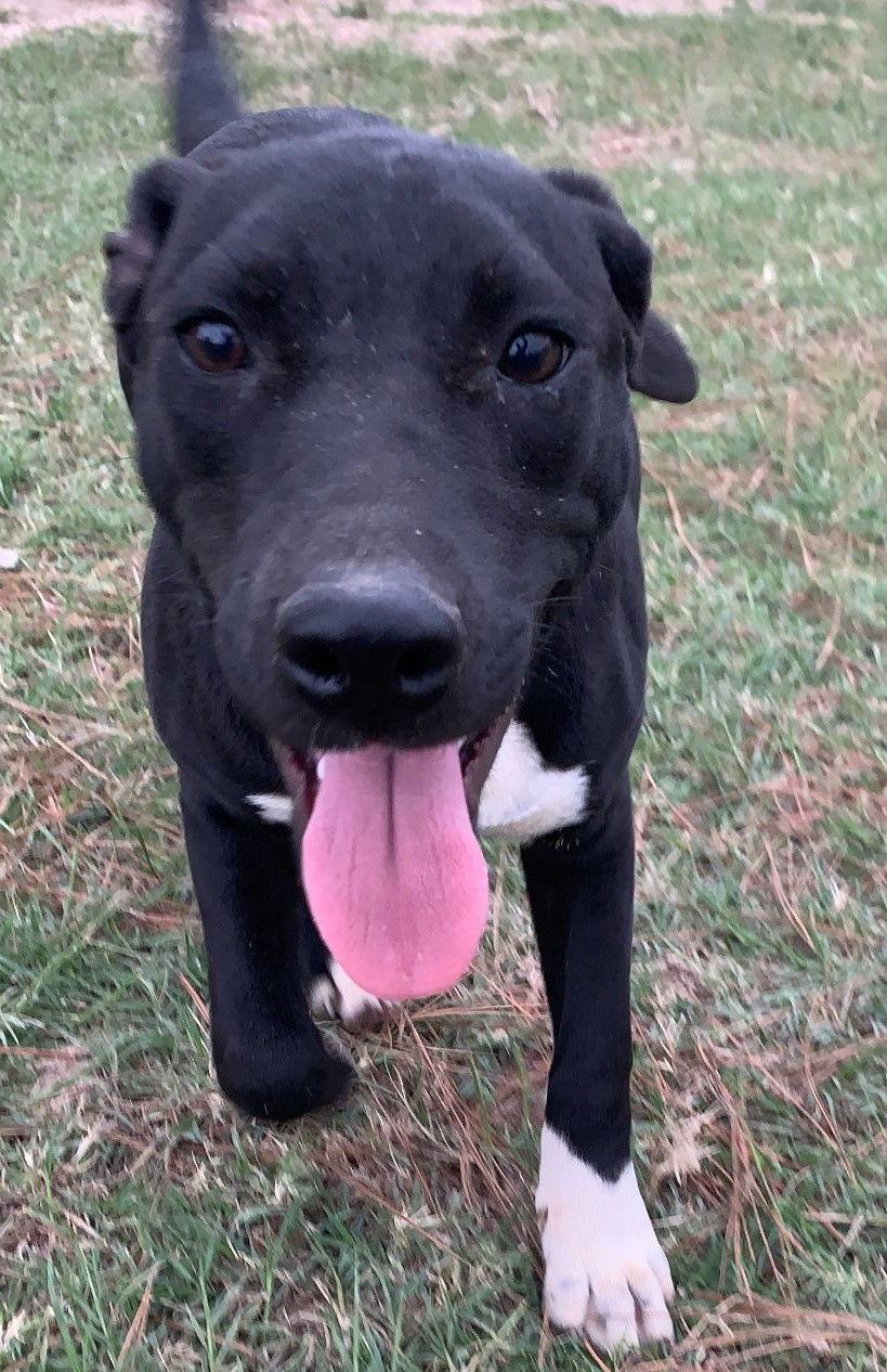 Enlarge Keta, a Adoptable mixed breed in Gun Barrel City, TX image 3/3