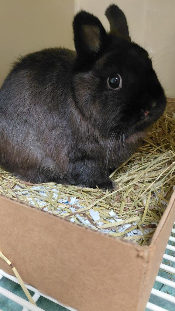 Enlarge Chloe, a Adoptable Netherland Dwarf in Cincinnati, OH image 1/1