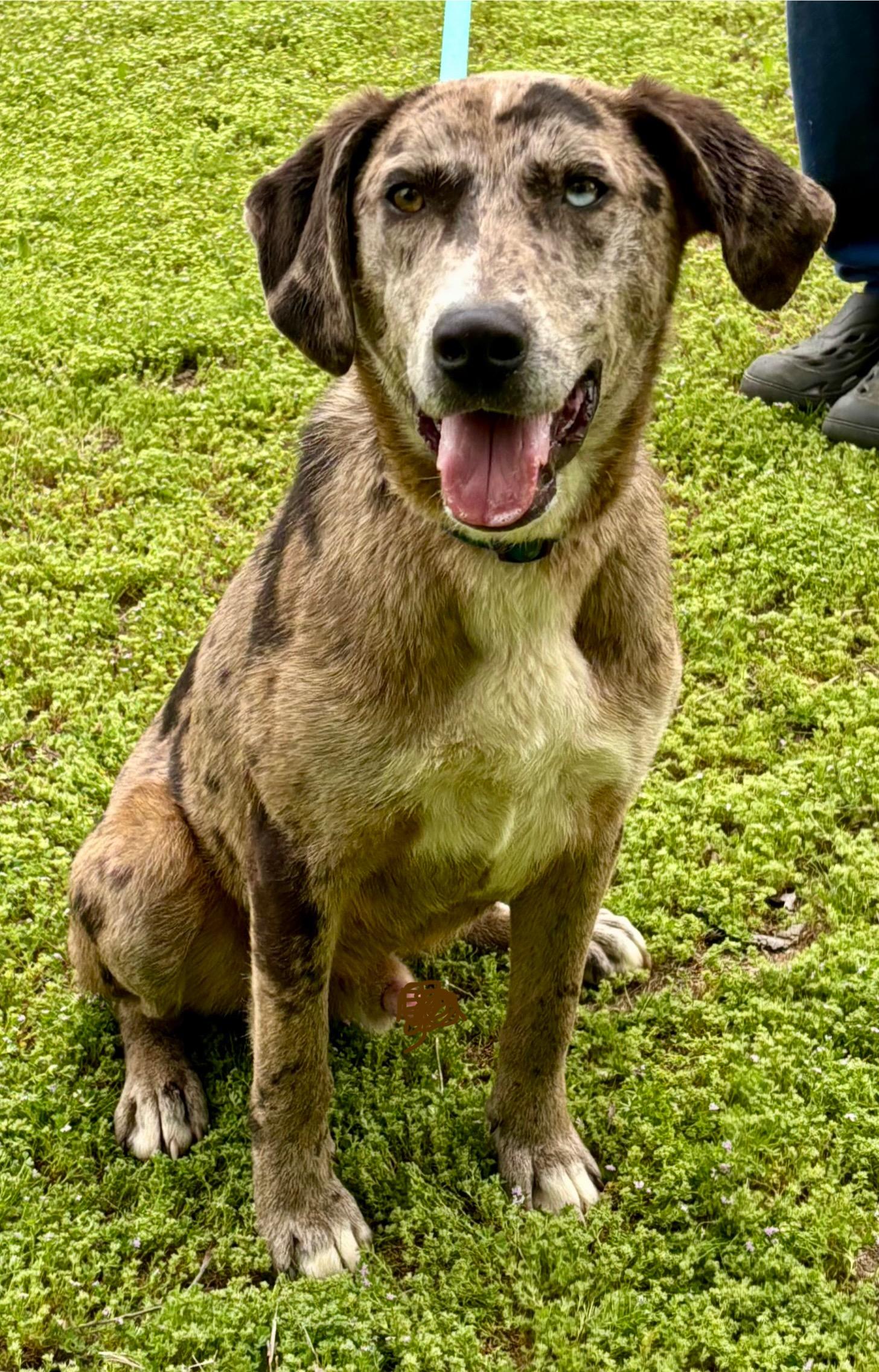 Enlarge SPECK, a Adoptable mixed breed in Chicopee, MA image 3/4