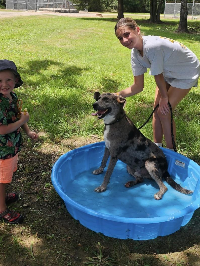 Enlarge SPECK, a Adoptable mixed breed in Chicopee, MA image 2/4