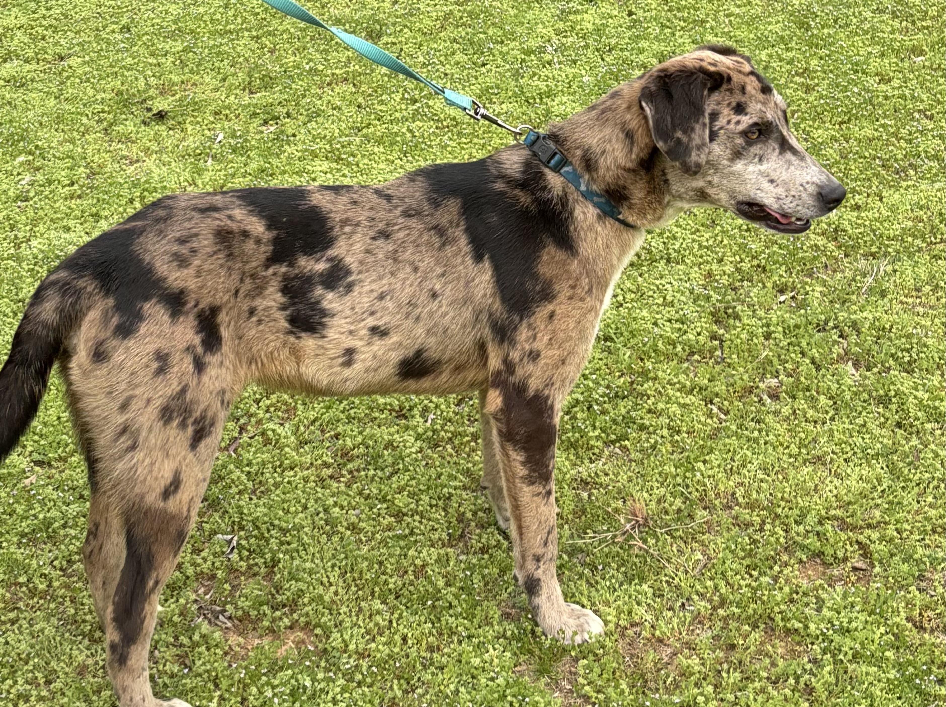 Enlarge SPECK, a Adoptable mixed breed in Chicopee, MA image 4/4