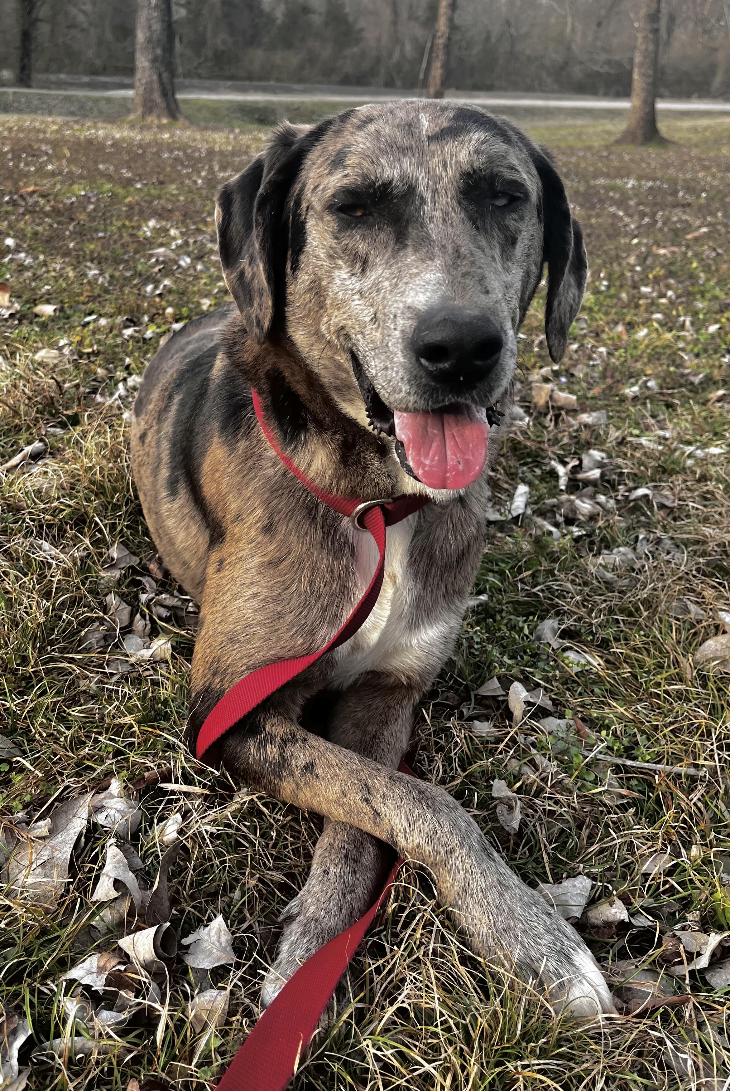 Enlarge SPECK, a Adoptable mixed breed in Chicopee, MA image 1/4