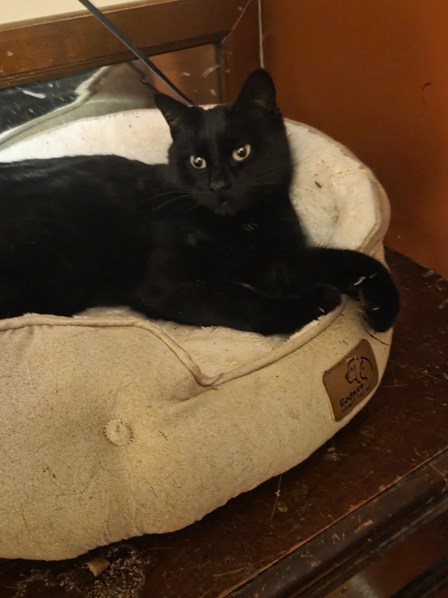 Kitty Kitty, ADOPTABLE, Adult Female Domestic Short Hair.