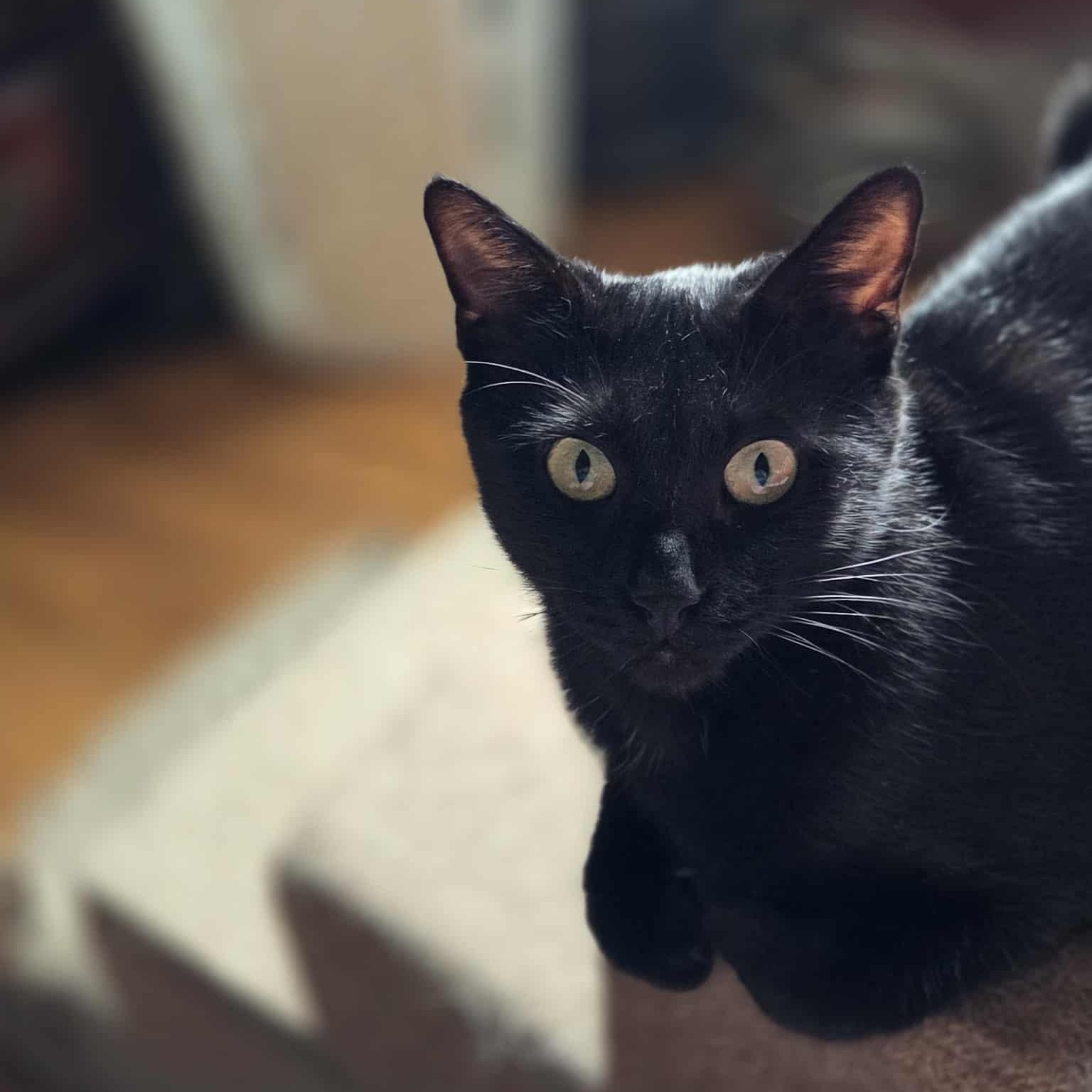 Enlarge Kitty Kitty, a ADOPTABLE Domestic Short Hair in Grayslake, IL image 2/2