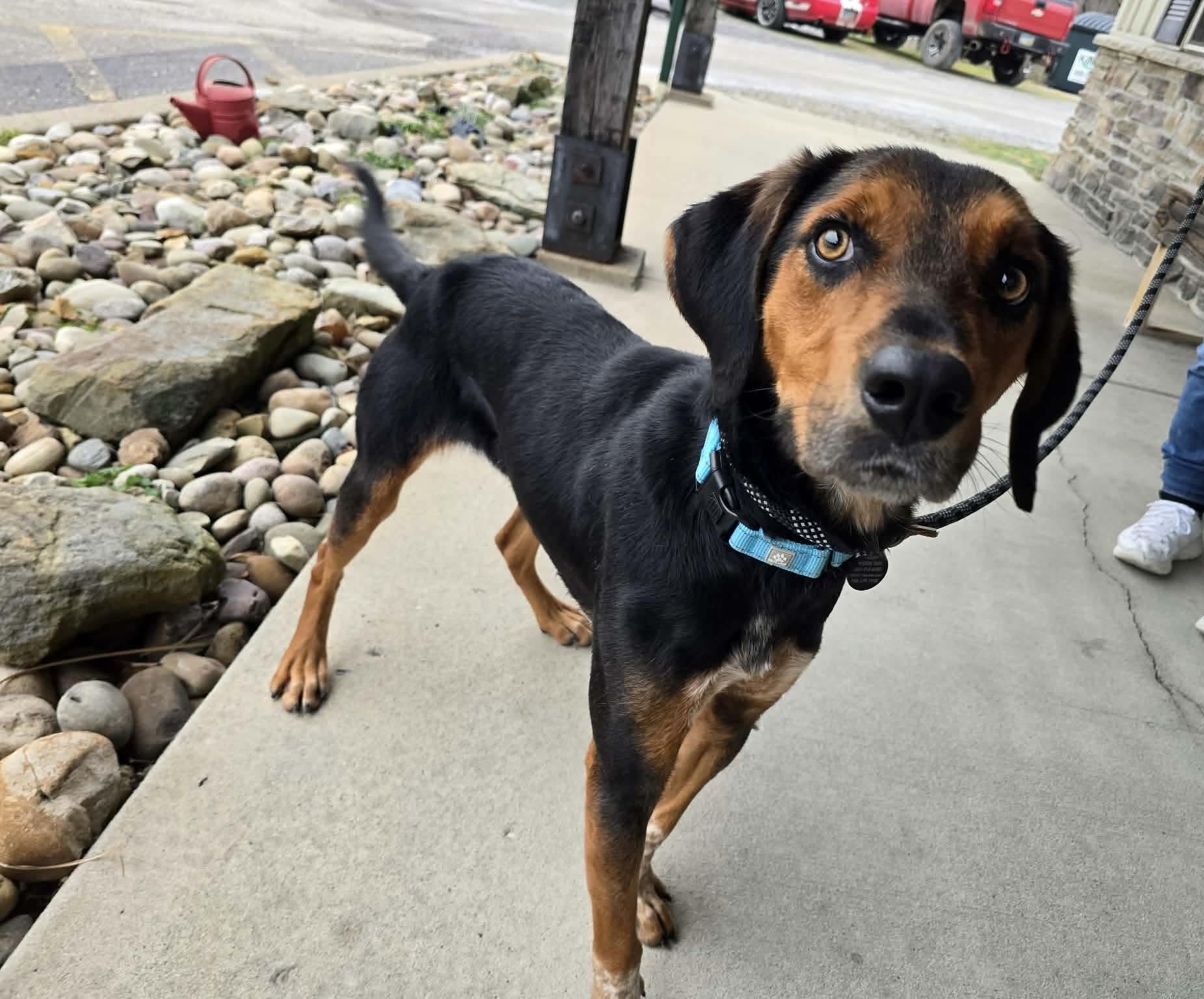 Enlarge Oliver, a ADOPTABLE mixed breed in St. Clairsville, OH image 2/3