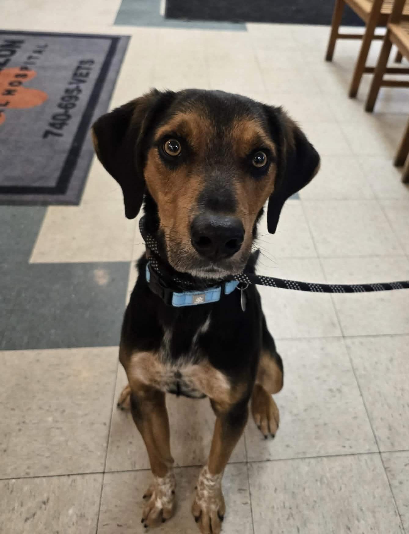 Enlarge Oliver, a ADOPTABLE mixed breed in St. Clairsville, OH image 3/3