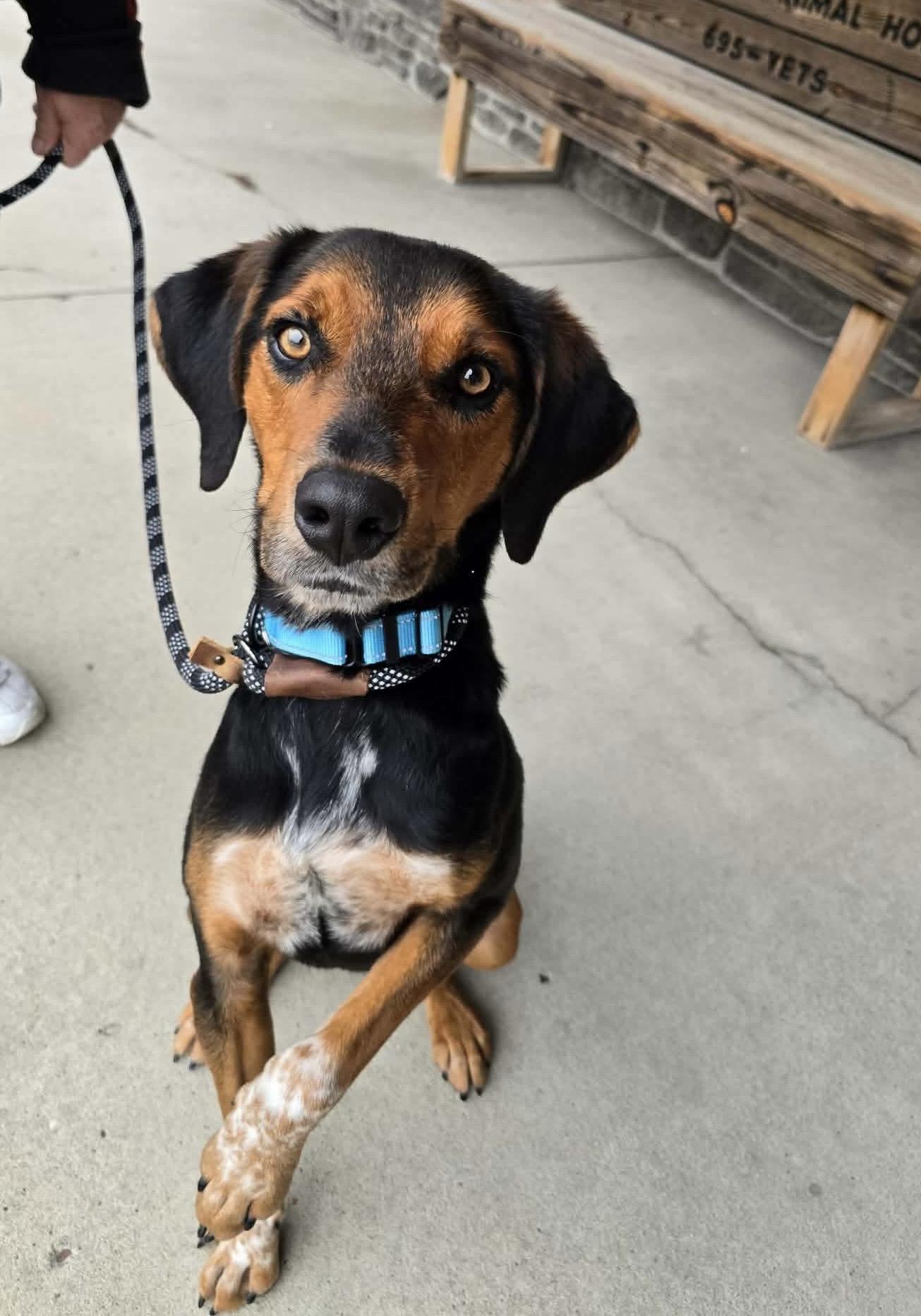 Oliver, ADOPTABLE, Young Male Hound.