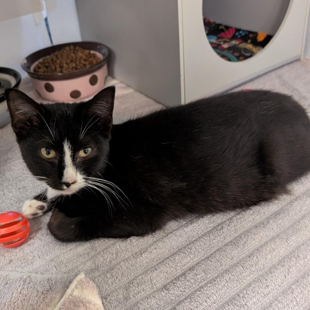 Enlarge GS Cat 1 / Missy, a Adoptable Domestic Long Hair in Buchanan Dam, TX image 1/1