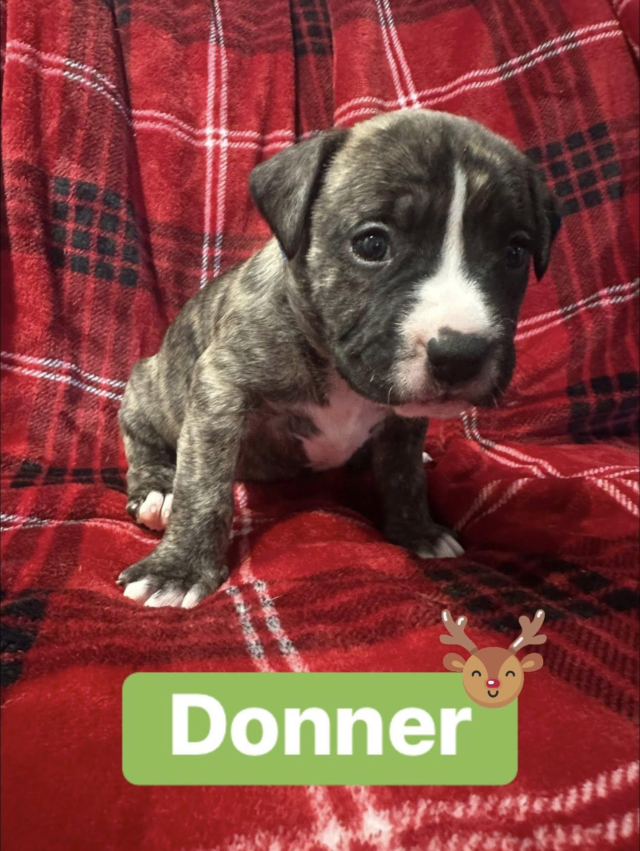 Donner, adopted, Puppy Male American Staffordshire Terrier.